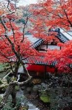 竟彩票足球比分-揭秘彩票足球比分，一场概率与激情的博弈游戏